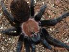 Worldwide reptiles spider/tarantula stock 21.09.10.....