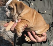 Adorable male and female English bulldog puppies for kids for Xmas.