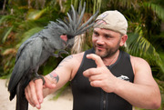 palm cockatoos