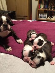 lovely Boston Terrier Puppies For Sale