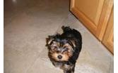 today tea cup yorkie puppies for Free adoption (USA) and Worldwide