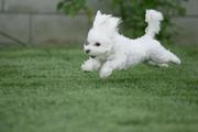 CUTE MALTESE PUPPIES READY FOR FREE ADOPTION