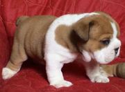 Cute English Bulldog puppies for adoption
