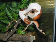 1.1 Albino And Piebald Ball Pythons Now Available For Adoption