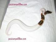 cute and adorable Ball , Piebald and Albino pythons for adoption