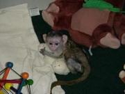 well train baby capuchin monkey for sale in good home