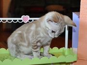 T.I.C.A. Reg Bengal Kittens for Adoption