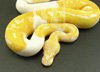 albino and piedbald python for sale